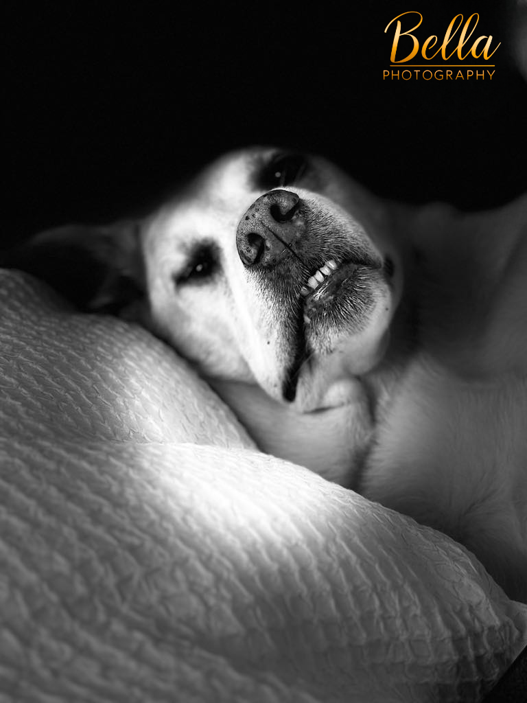 Bella resting
